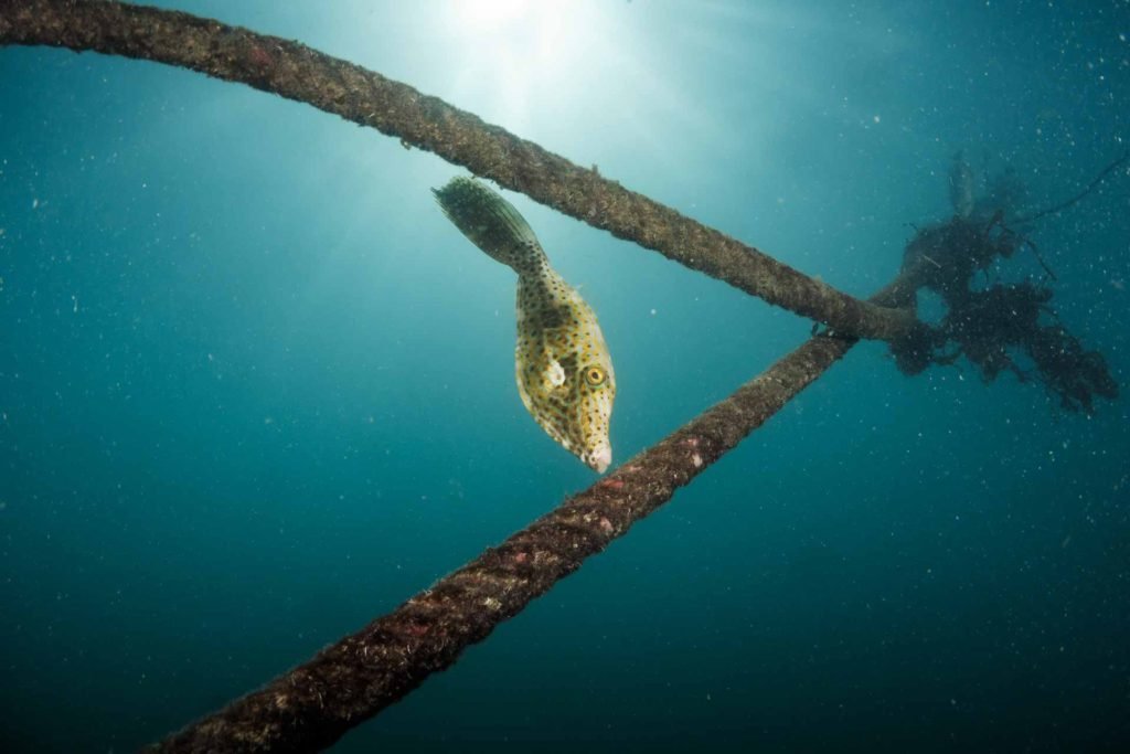 filefish-with-two-mooring-lines