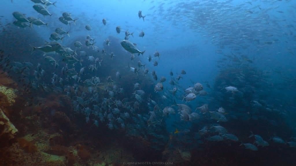 fish-soup-at-sail-rock