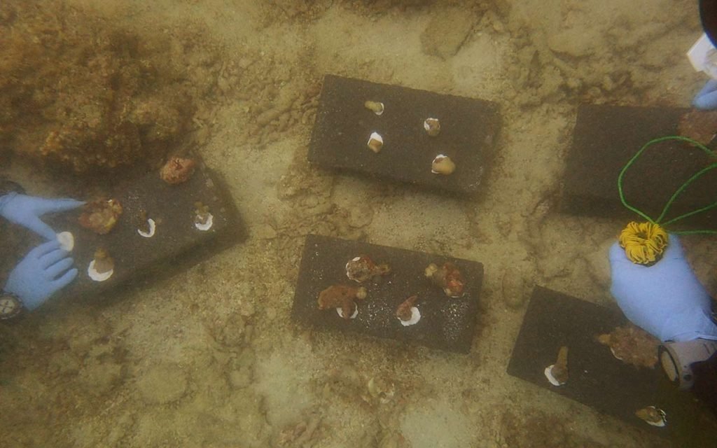 fixing coral fragments to hollow blocks