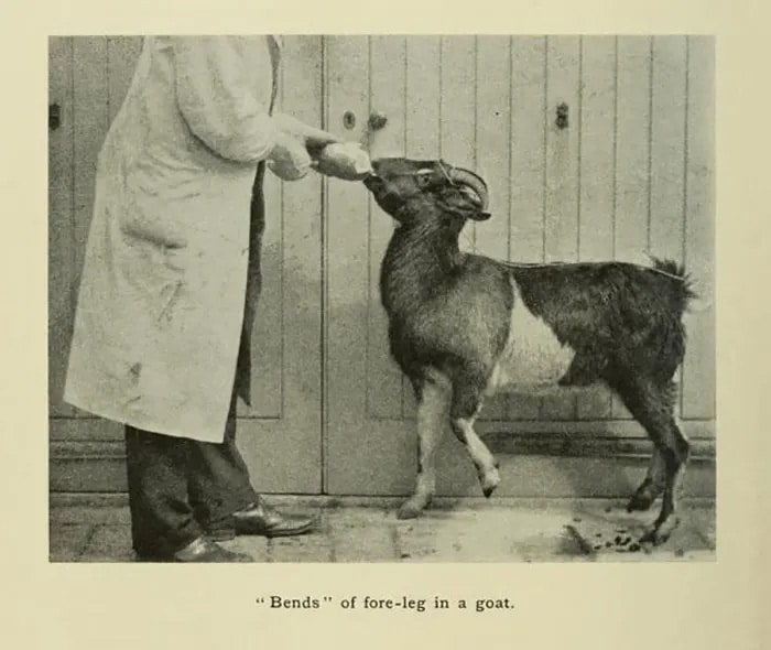 goat-with-bent-legs