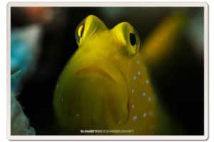 goby-fish-macro-shot