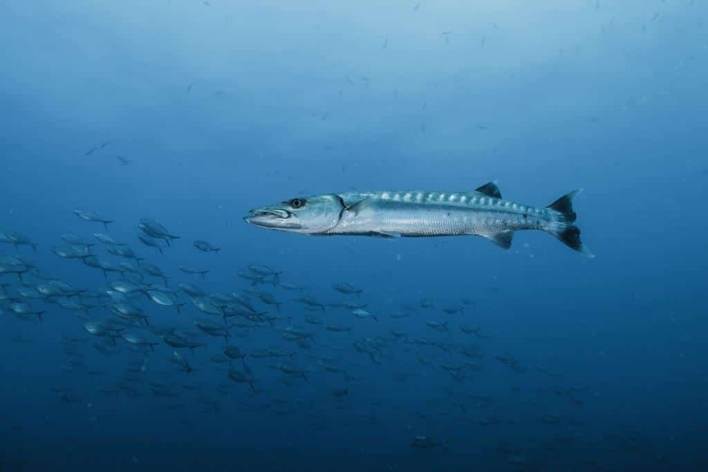 great-barracuda-at-chumphon-pinnacle