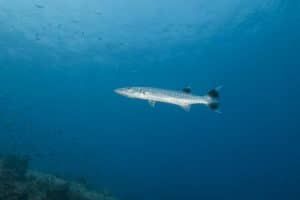 great barracuda at lighthouse