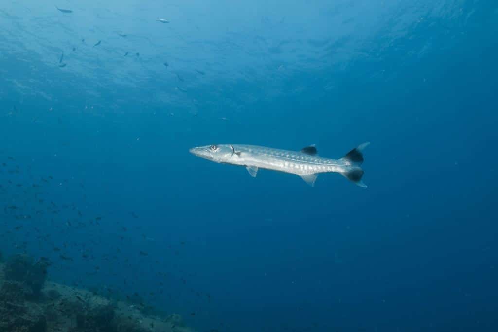 great-barracuda-at-lighthouse