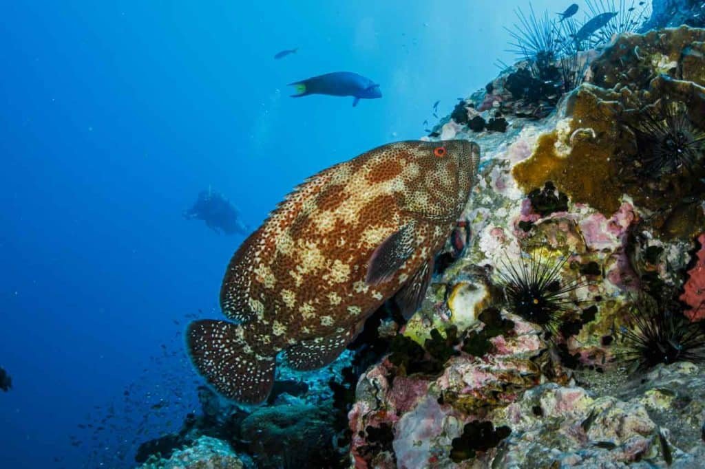 grouper-chumphon-pinnacle