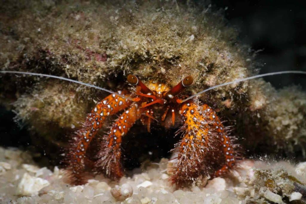 hermit-crab-koh-tao