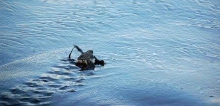 Turtle walking out to sea