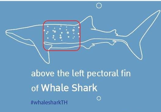 how-to-id-a-whaleshark