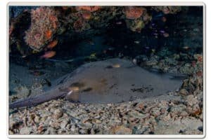 jenkins-whip-ray-koh-tao