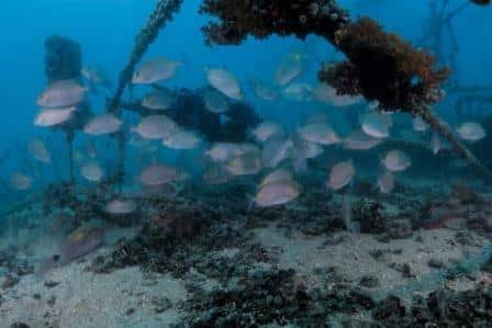 rabbit fish at an artificial reef, junkyard in koh tao