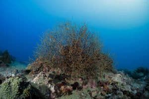 koh tao reef scene