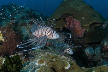 lion-fish-at-chumphon