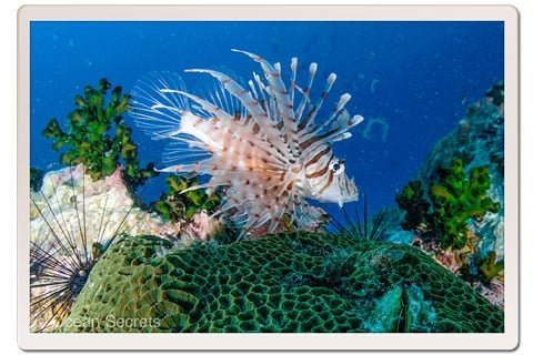 lion fish