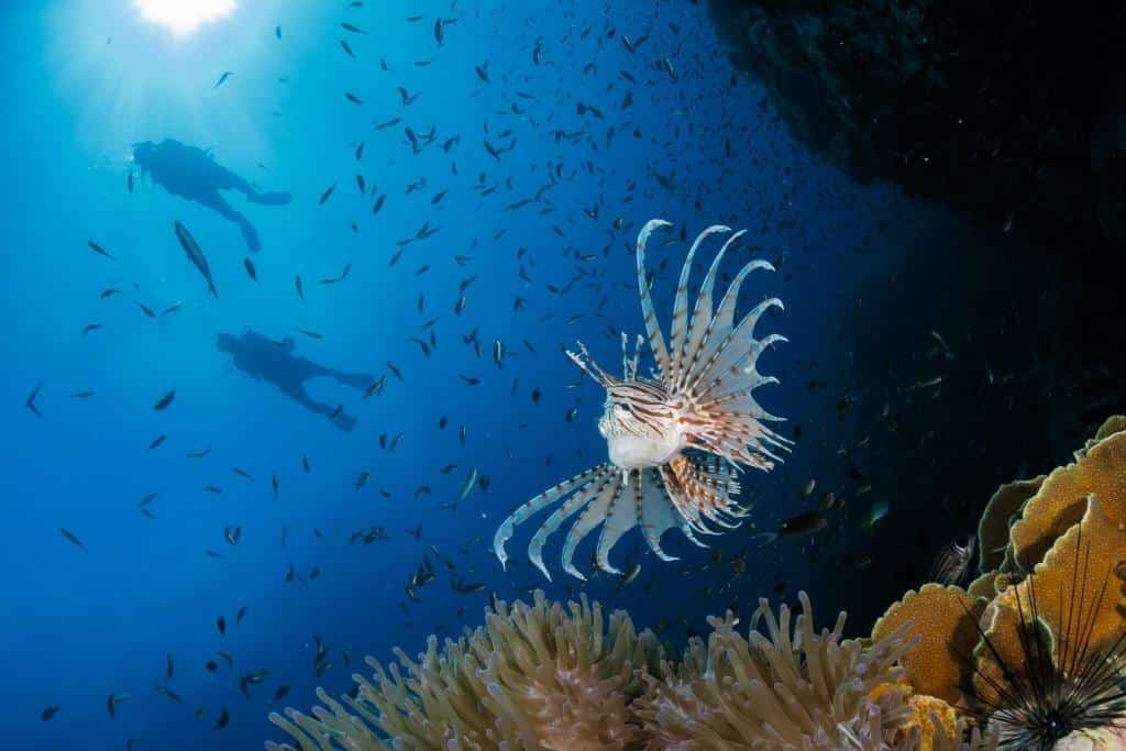 lionfish-at-chumphon-koh-tao