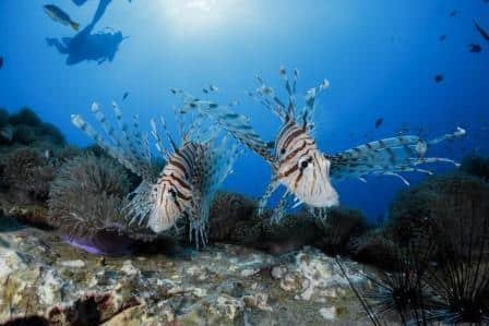 lionfish-at-chumphon-pinnacle