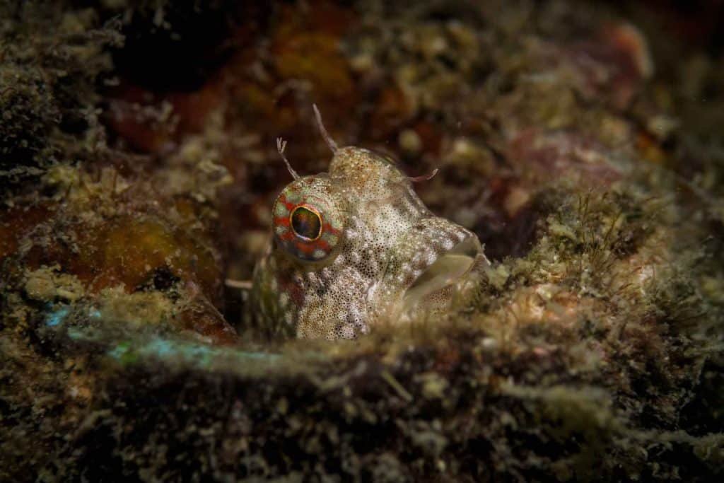 macro-shot-hiding-fish