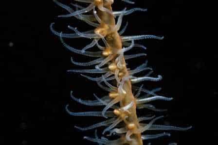 macro-shot-of-soft-coral-black-background