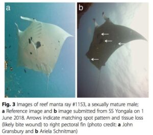 manta ray identification guide