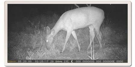 Sambar Deer