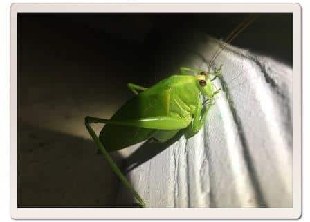 Grasshopper