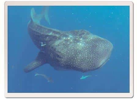 Whaleshark