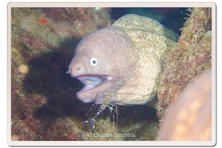 moray-eel-cleaner-shrimp