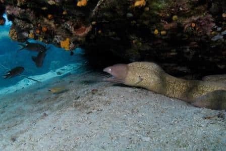 moray-eel-hiding-under-a-ledge