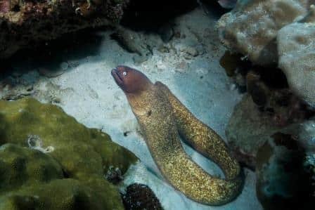 moray-eel-in-the-sand