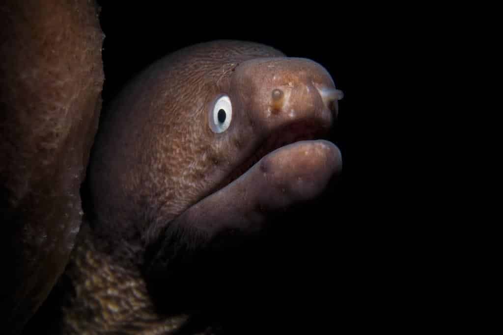 moray-eel-koh-tao