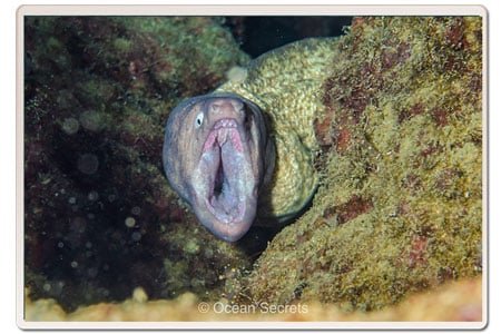 moray-eel-moth-wide-open-koh-tao