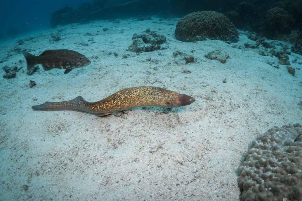 moray-eel-swimming