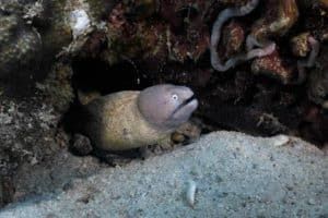 moray twins koh tao