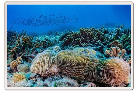 mushroom-coral-koh-tao