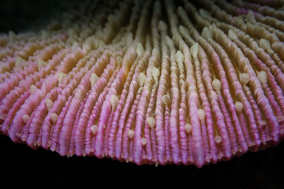 Mushroom Coral