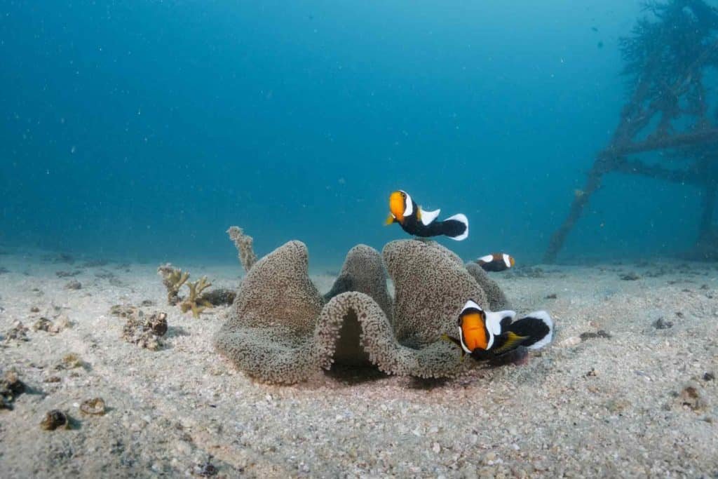 nemo-family-koh-tao