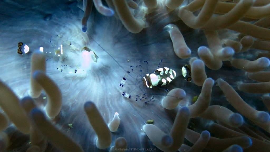 pacific-clown-anemone-shrimp