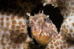 peeping out from the coral
