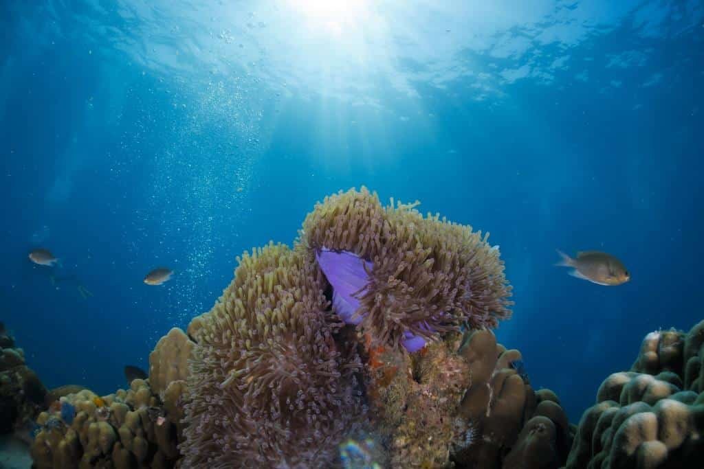 pink-anemone-at-twins-koh-tao