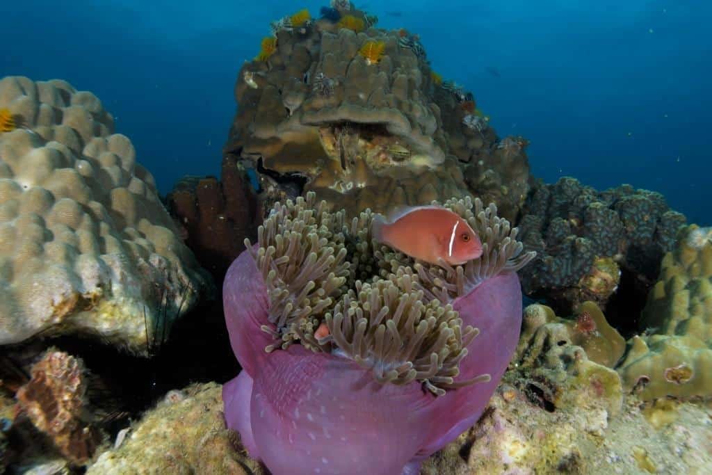 pink-anemone-fish-at-white-rock