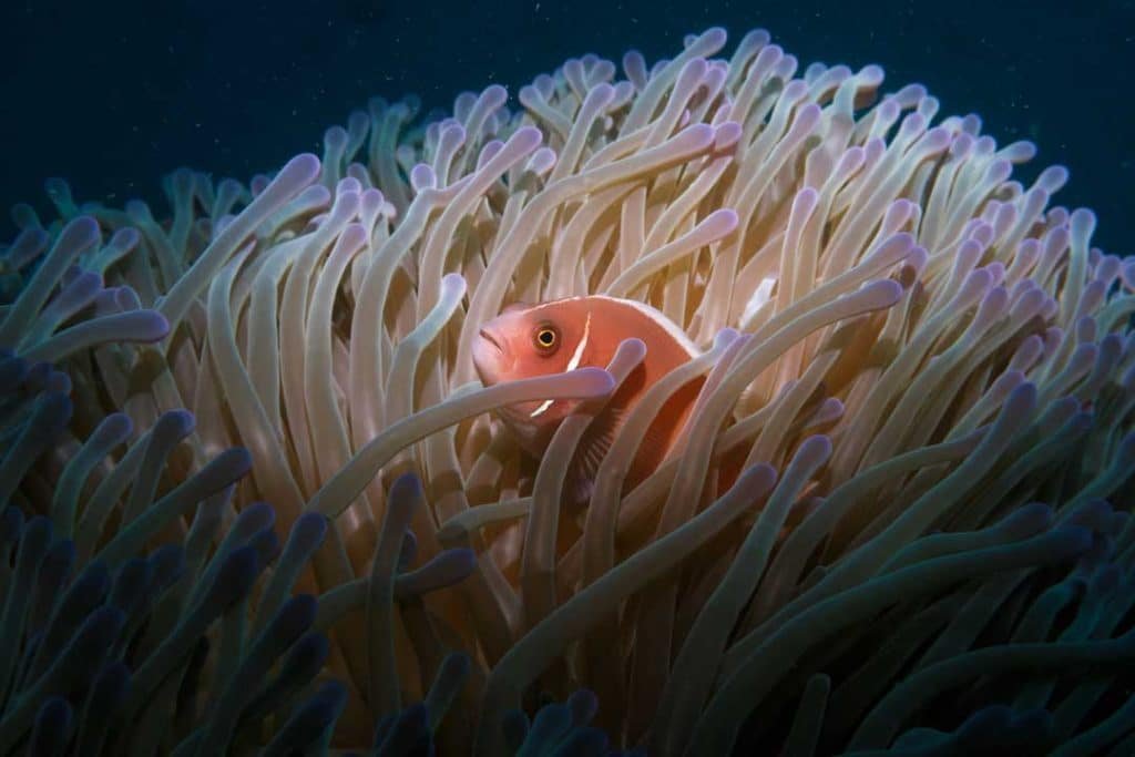 Pink Anemone Fish hiding in an Anemone at Japanese Gardens