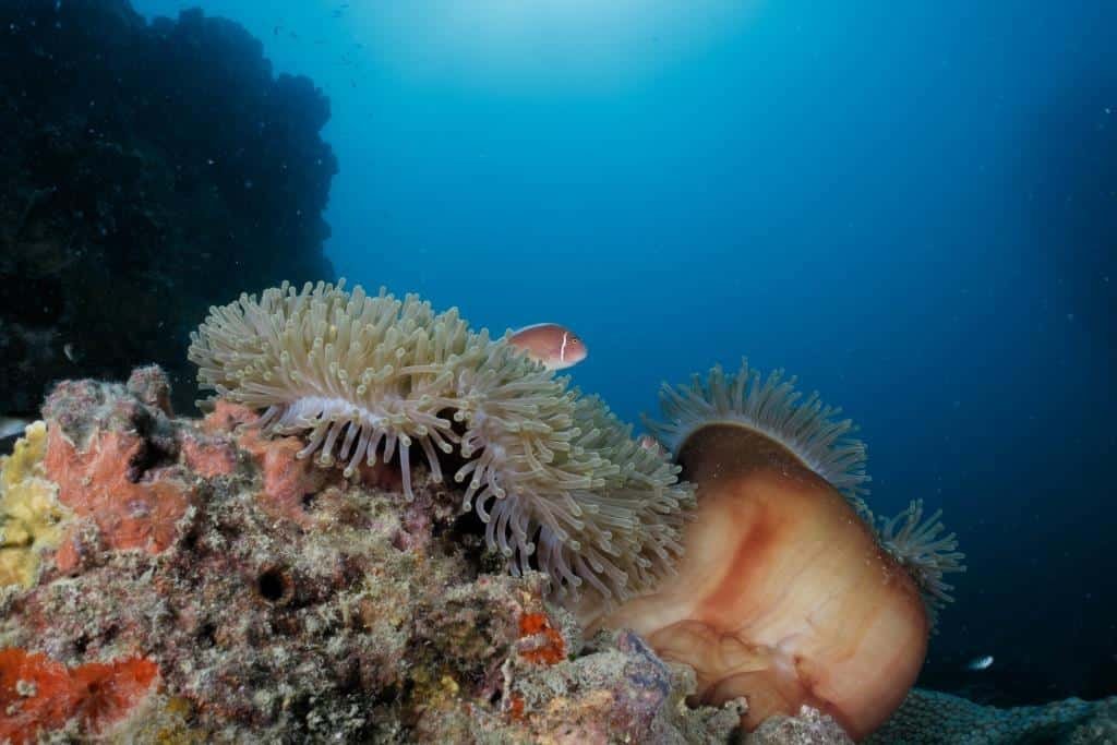 pink-anemone-fish-koh-tao