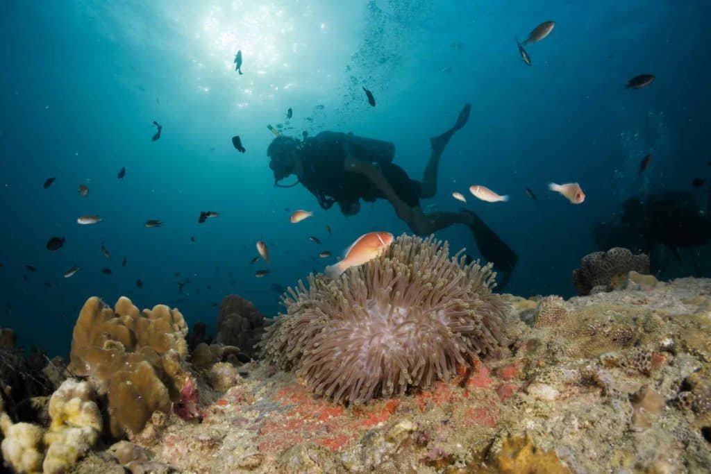 pink-anemone-with-diver-in-the-background