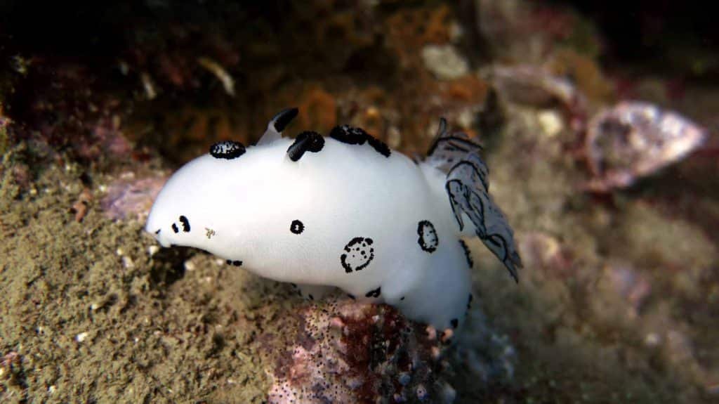 polka-dot-nudi-white-rock