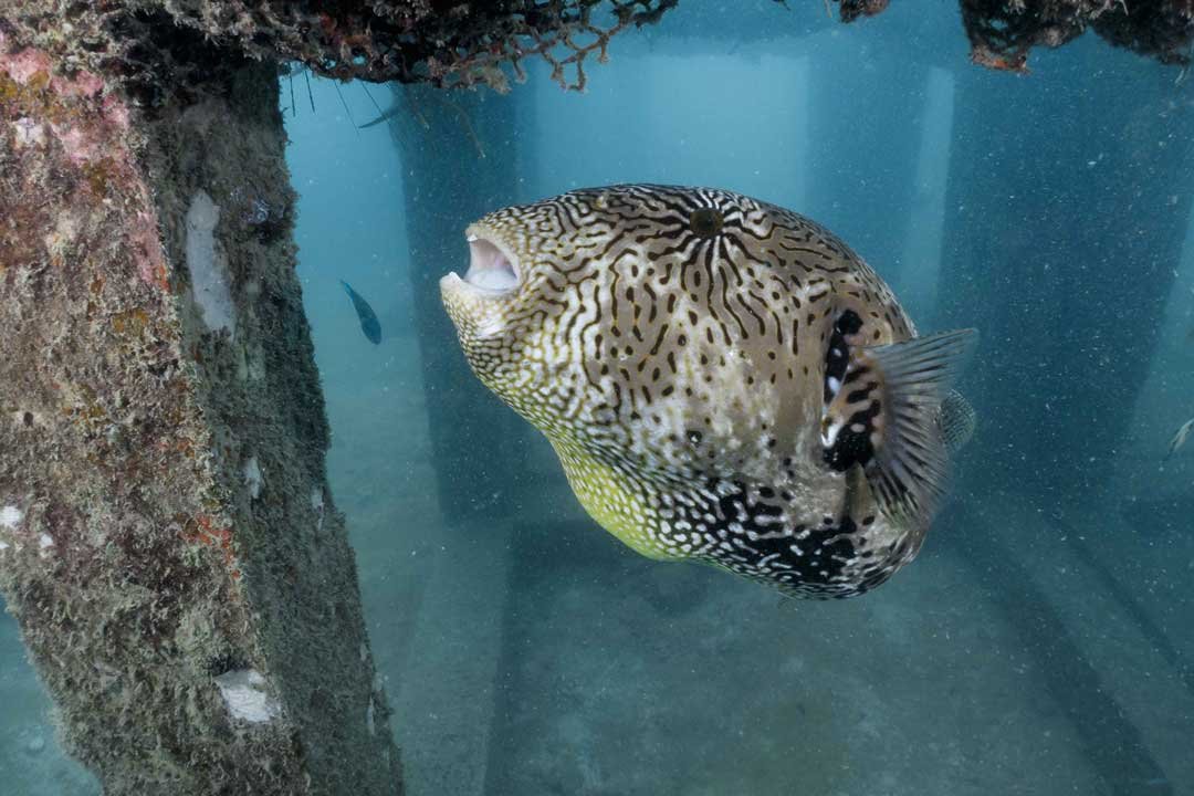 puffer-fish-artificial-reef