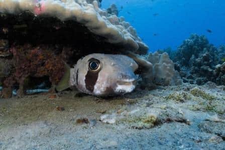 puffer-fish-hiding