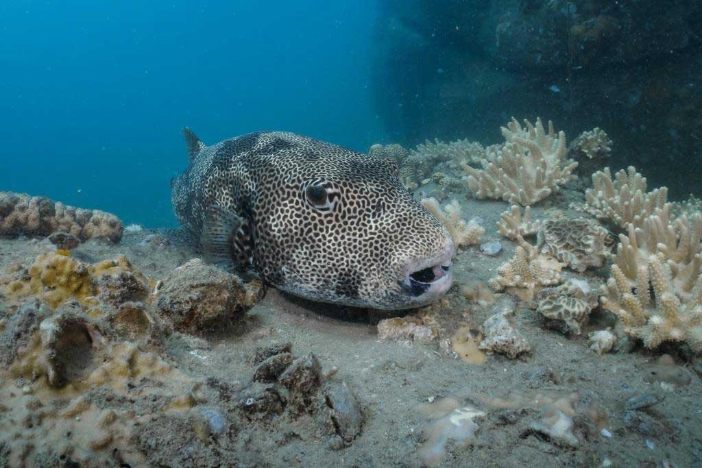 pufferfish-koh-tao