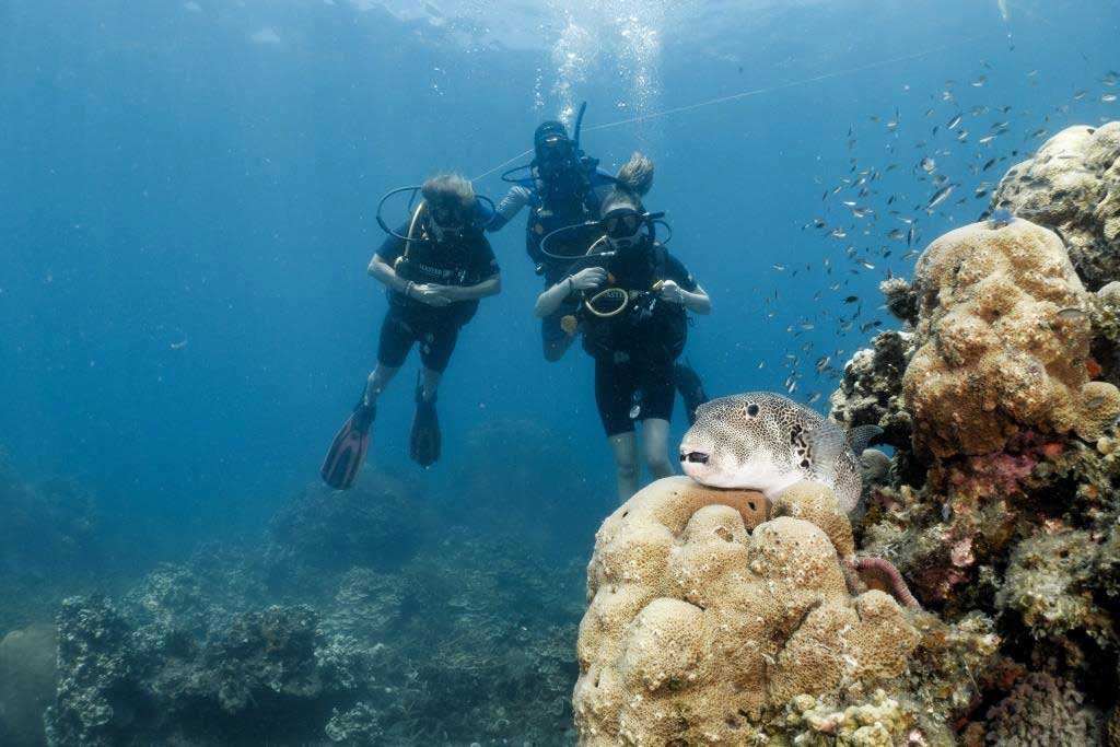 pufferfish-with-divers-in-the-background