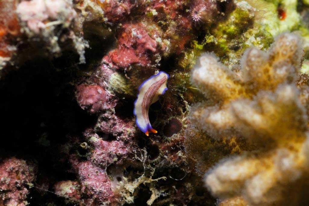 rare-blue-and-orange-nudibranch