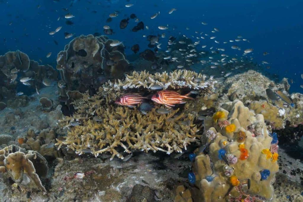 red-and-white-striped-fish-hiding