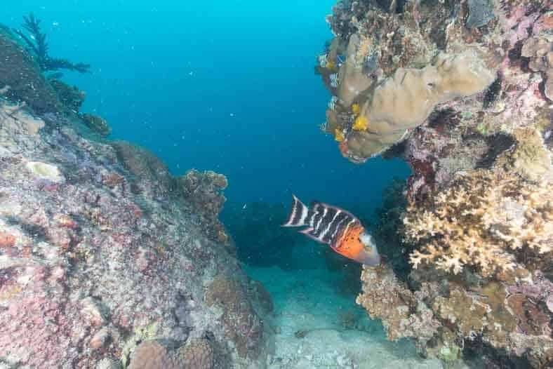 red-breasted-wrasse-koh-tao